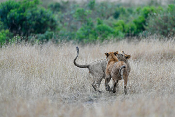 Naklejka na ściany i meble lions couple in the savannah of Kenya