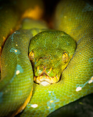 Obraz premium Piton Verde (Morelia Viridis)