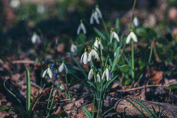 First beautiful snowdrops in spring