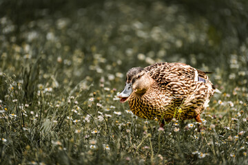 ducks eating grass