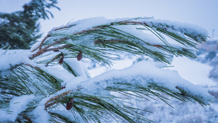 Snowy branches