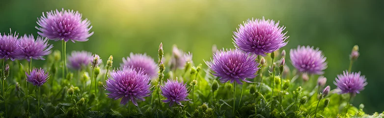 Fotobehang thistle flowers in the field, green blur background © chinthaka