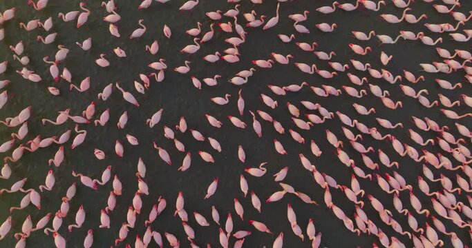 Aerial view flock of pink flamingos against the backdrop of a beautiful landscape