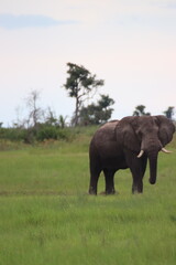 elephant in the wild