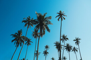 Tropical palm tree with sun light on sky background. Summer season Coconut palm trees Beautiful natural tropical background. Tall Coconut Trees on the beach area during daytime.