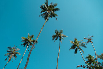 Fototapeta premium Tropical palm tree with sun light on sky background. Summer season Coconut palm trees Beautiful natural tropical background. Tall Coconut Trees on the beach area during daytime.