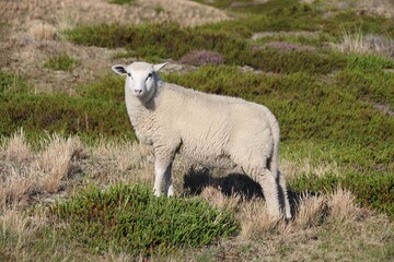 Schafe in Ostfriesland