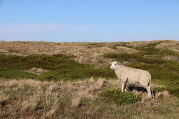Dünenlandschaft mit Schaf an der Nordsee