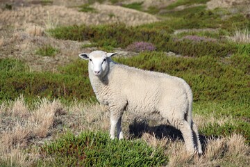 Schaf in Ostfriesland