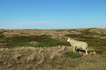 Fototapeta premium Dünenlandschaft mit Schaf an der Nordsee