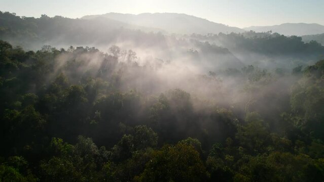 Nature sunrise,mountain trees and aerial view of the forrest,Drone flying in misty forest and morning light