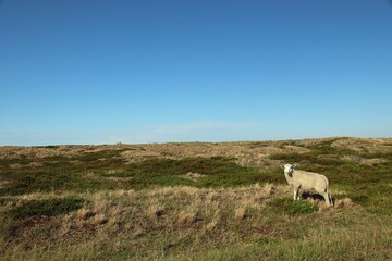 junges Schaf steht in den Dünen