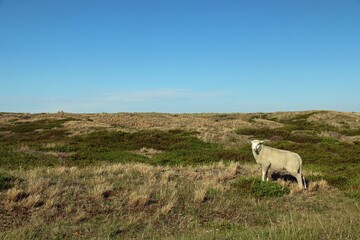Fototapeta premium Schaf an der Nordsee