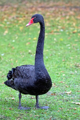 black swan in a clearing
