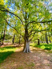 Fototapeta premium Tree