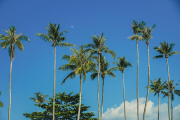 Obraz premium Tropical palm tree with sun light on sky background. Summer season Coconut palm trees Beautiful natural tropical background. Tall Coconut Trees on the beach area during daytime.