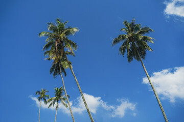 Obraz premium Tropical palm tree with sun light on sky background. Summer season Coconut palm trees Beautiful natural tropical background. Tall Coconut Trees on the beach area during daytime.