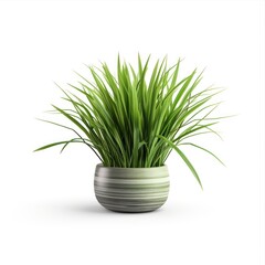 Houseplant grass. Green bush in a ceramic pot. Potted plant isolated on white background.