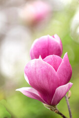 pink magnolia in the garden

