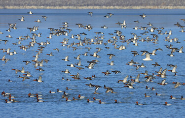 Flock of ducks in flight above lake