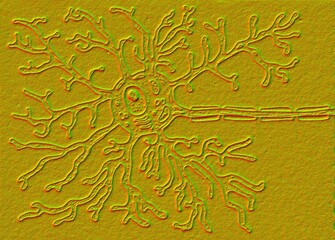 A motor neuron structure, illustration