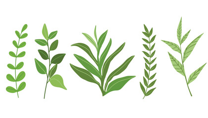 Fototapeta premium Vector set of leaves isolated on white background. Tropical palm trees branches. Set of leaves. Hand drawn decorative elements. Vector illustration