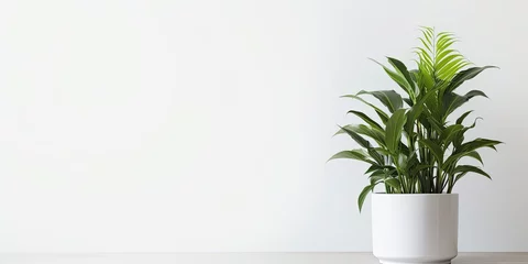Plexiglas foto achterwand Houseplants in flower pot, white background. © Sona