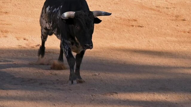 Slow motion of a Bull running in a bullfight arena. High quality FullHD footage