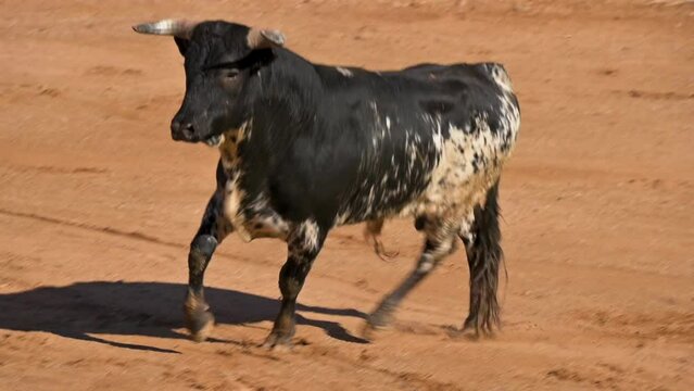 Slow motion of a Bull running in a bullfight arena. High quality FullHD footage