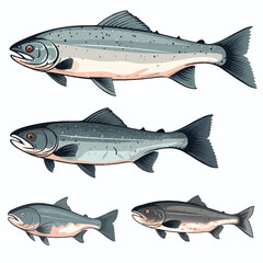 Salmon Fish set illustration vector