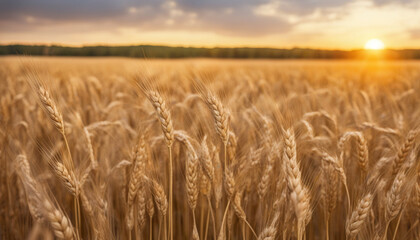 Field of ripening wheat against the blue sky. Agricultural business concept