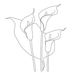 lily flower coloring book