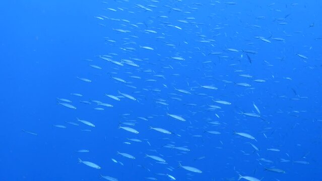 School of Boga fish in the Caribbean Sea