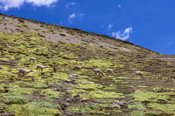  Llamas graze near the Rainbow Mountains. Vinicunca .Cusco. Peru.