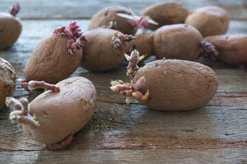 Potatoes with sprouts on a wooden background. Seed potatoes for planting.
