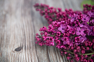Obraz na płótnie Canvas The beautiful fresh lilac violet flowers on a wooden background
