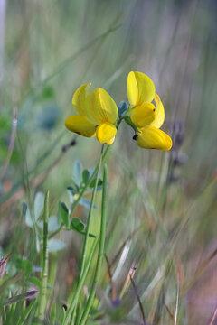 Bird's-foot Trefoil, Lotus corniculatus, also known as Birdfoot deervetch or Eggs-and-bacon, wild flower from Finland