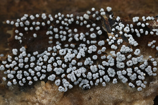 Physarum straminipes, slime mold from Finland, no common English name