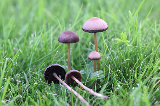 Mower's mushroom, Panaeolus foenisecii, also called the haymaker or brown hay mushroom, wild fungus from Finland