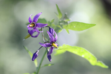 Bittersweet, Solanum dulcamara, known also as Blue bindweed or Bitter nightshade, wild poisonous plant from Finland