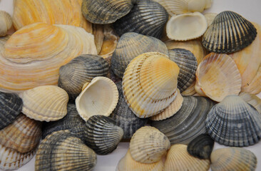 shells background