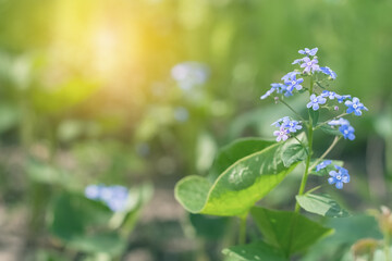 Forget-me-not flowers in sunlight. Beautiful spring floral background. Soft selective focus.