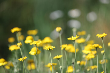Obraz premium Yellow Chamomile, Cota tinctoria, also known as Dyer's chamomile, Dyer's mayweed, Golden chamomile or Golden marquerite, wild flowering plant from Finland