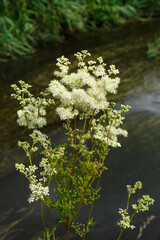 Echtes Mädesüß (Filipendula ulmaria) begegnet an der Fehla bei Neufra Hohenzollern