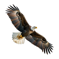 flying eagle isolated