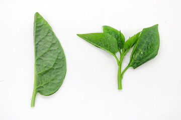Malabar Spinach, Vine Spinach, Basella Spinach leaves on white background