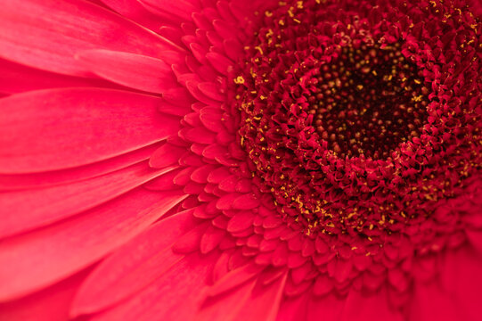 Macro image of a daisy blossom and pink petals.
