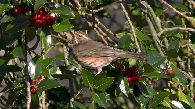 Redwing Feeding on Berries in a Holly Tree