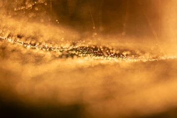 Photographs of dew drops using a macro lens show the mist's water droplets forming a long arc,...