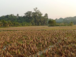 Obraz premium field in the morning